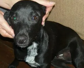 Cachorro raça SRD idade 1 ano nome Lorybell