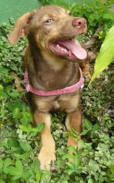 Cachorro raça SRD idade 2 a 6 meses nome Kadu