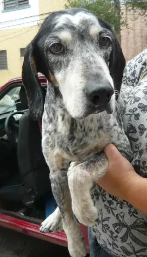 Cachorro raça Cocker idade 2 anos nome Negresco