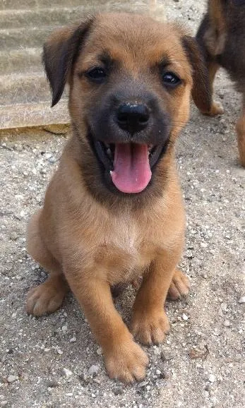 Cachorro ra a SRD idade Abaixo de 2 meses nome Sem dono