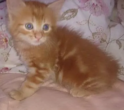 Gato ra a  idade Abaixo de 2 meses nome Vários