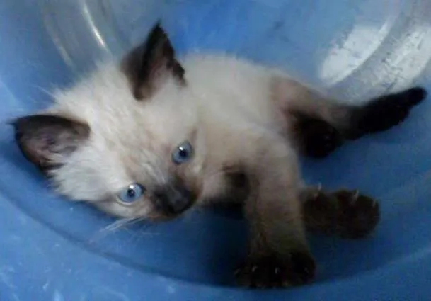 Gato ra a Siamês idade Abaixo de 2 meses nome Hugo