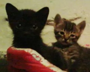 Gato raça SRD idade Abaixo de 2 meses nome Lindezas!!