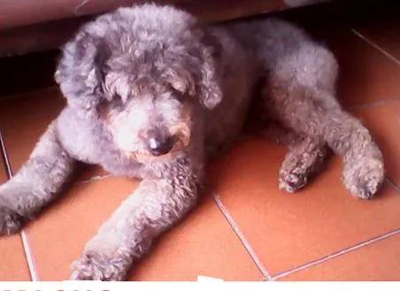 Cachorro ra a Poodle idade 6 ou mais anos nome bob