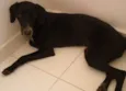 Pretinha