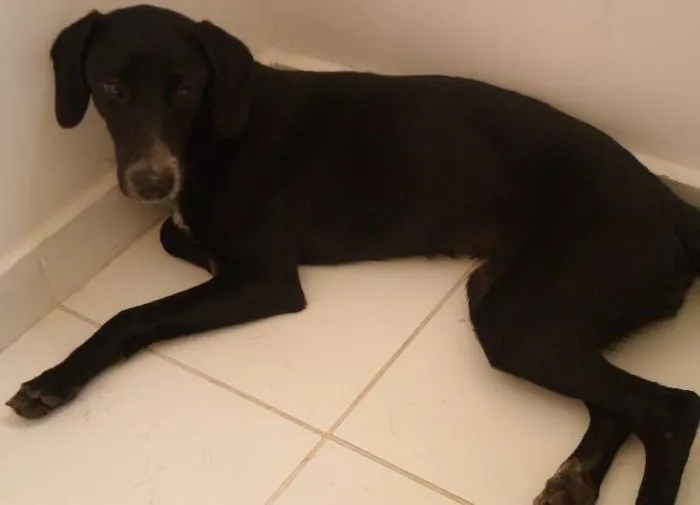 Cachorro ra a SRD idade 7 a 11 meses nome Pretinha