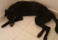 Pretinha