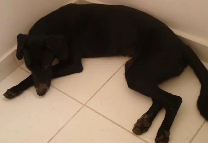 Cachorro ra a SRD idade 7 a 11 meses nome Pretinha