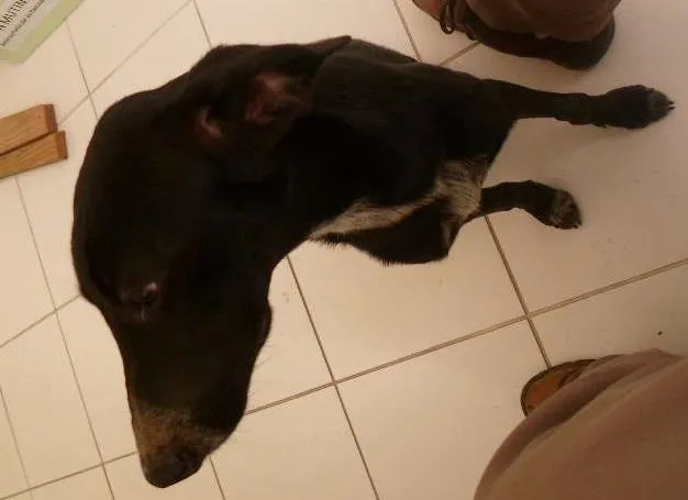 Cachorro ra a SRD idade 7 a 11 meses nome Pretinha
