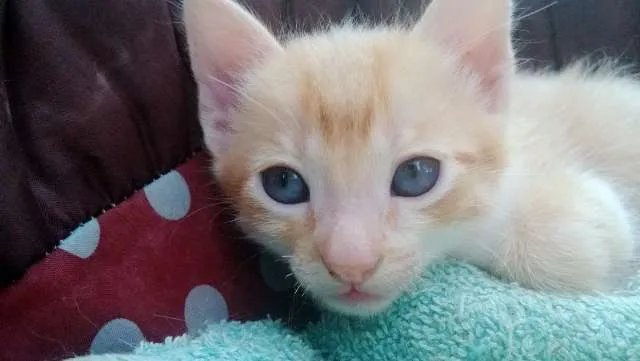 Gato ra a  idade Abaixo de 2 meses nome Jake