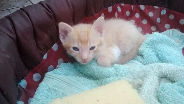 Gato ra a  idade Abaixo de 2 meses nome Jake