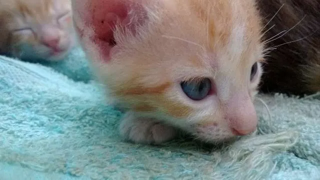 Gato ra a  idade Abaixo de 2 meses nome Jake