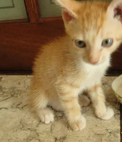 Gato ra a  idade Abaixo de 2 meses nome Jake