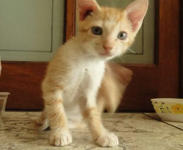 Gato ra a  idade Abaixo de 2 meses nome Jake