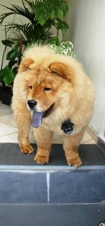 Cachorro ra a Chow Chow idade 5 anos nome Buffy