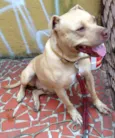 pit