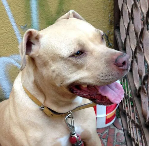 Cachorro ra a Pit-Bull idade 1 ano nome pit