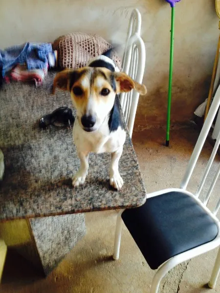 Cachorro ra a Não definida idade 2 anos nome Zeus