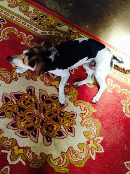 Cachorro ra a Não definida idade 2 anos nome Zeus