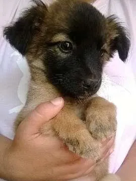 Cachorro ra a SRD idade Abaixo de 2 meses nome Marronzinha