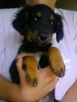 Cachorro ra a SRD idade Abaixo de 2 meses nome Pretinha