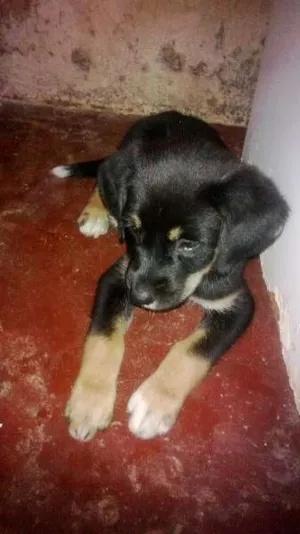Cachorro raça rnd idade 2 a 6 meses nome não tem