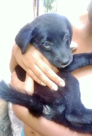 Cachorro raça RND idade 2 a 6 meses nome NÃO TEM