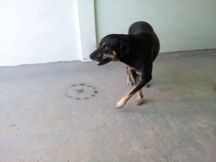 Cachorro ra a Mestiça idade 2 anos nome MEG