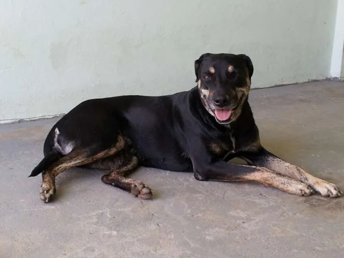 Cachorro ra a Mestiça idade 2 anos nome MEG