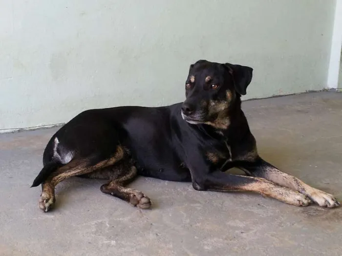 Cachorro ra a Mestiça idade 2 anos nome MEG