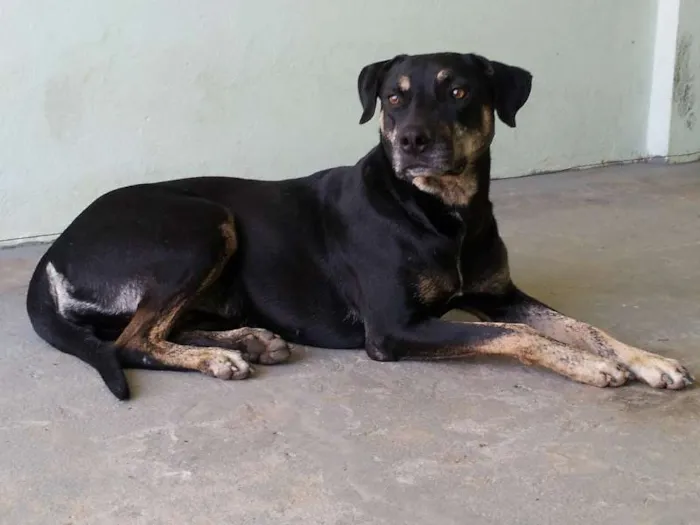 Cachorro ra a Mestiça idade 2 anos nome MEG