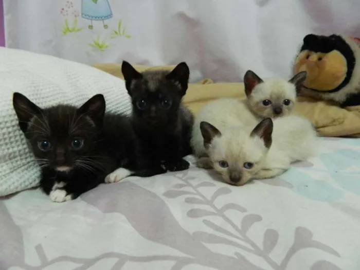Gato ra a Siamês idade Abaixo de 2 meses nome Pity,