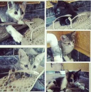 Gato raça vira-lata idade Abaixo de 2 meses nome ADOTE