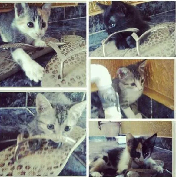 Gato ra a vira-lata idade Abaixo de 2 meses nome ADOTE