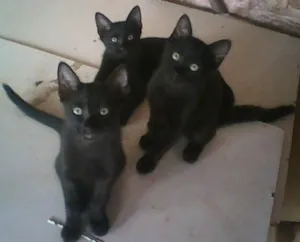 Gato raça NORMAL idade 2 a 6 meses nome PRINCESAS