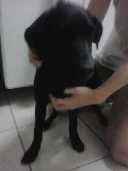 Cachorro ra a Labrador idade 2 a 6 meses nome Adele
