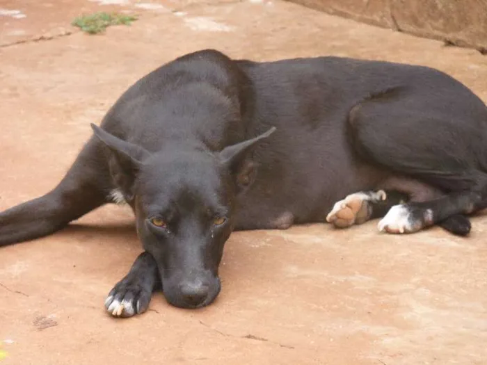 Cachorro ra a Indefinido idade 2 anos nome Nega