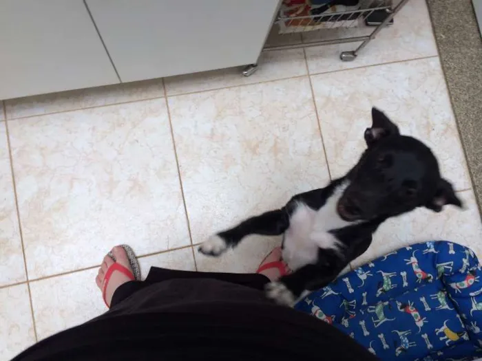 Cachorro ra a SRD idade 2 a 6 meses nome Banzé