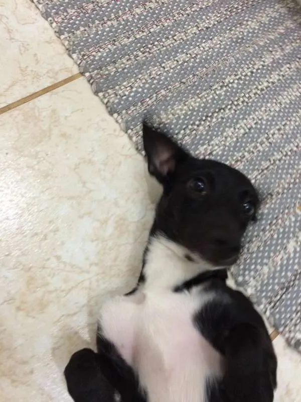 Cachorro ra a SRD idade 2 a 6 meses nome Banzé