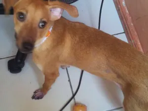 Cachorro raça Vira-Lata idade 7 a 11 meses nome Nina