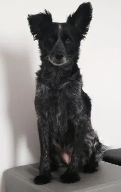 Cachorro raça SRD idade 4 anos nome Collie