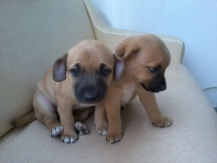 Cachorro ra a Vira lata idade Abaixo de 2 meses nome George e Nala
