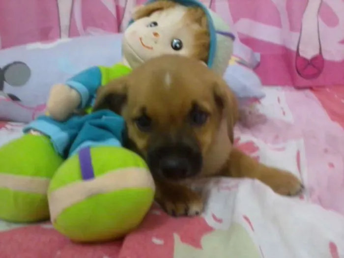 Cachorro ra a Vira lata idade Abaixo de 2 meses nome George e Nala