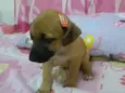 George e Nala