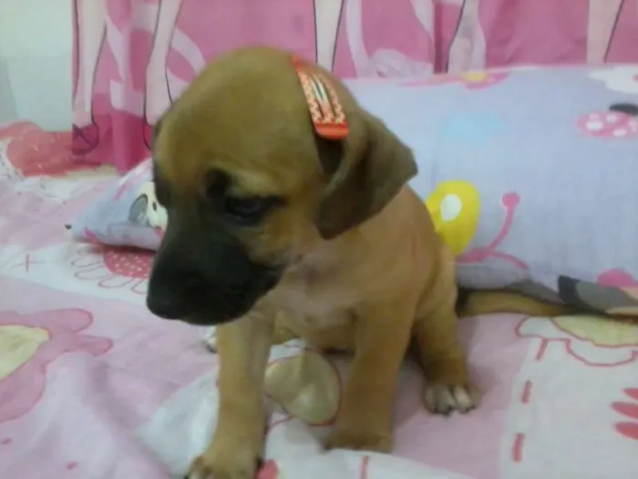 Cachorro ra a Vira lata idade Abaixo de 2 meses nome George e Nala