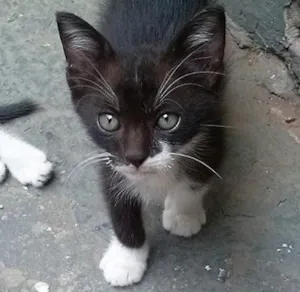 Gato raça SRD idade Abaixo de 2 meses nome Chorão