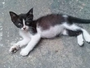 Gato raça SRD idade Abaixo de 2 meses nome Ermes