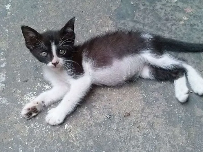 Gato ra a SRD idade Abaixo de 2 meses nome Ermes