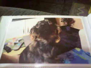 Cachorro raça vira lata  idade 4 anos nome Melzinha