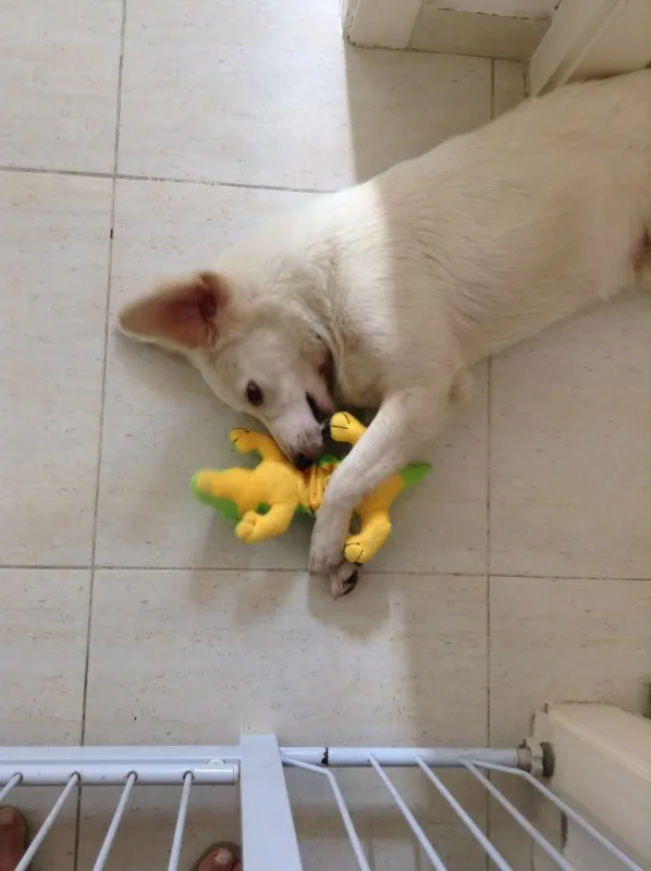 Cachorro ra a SRD idade 1 ano nome Frederico